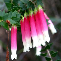 Pink and white Epacris flowers